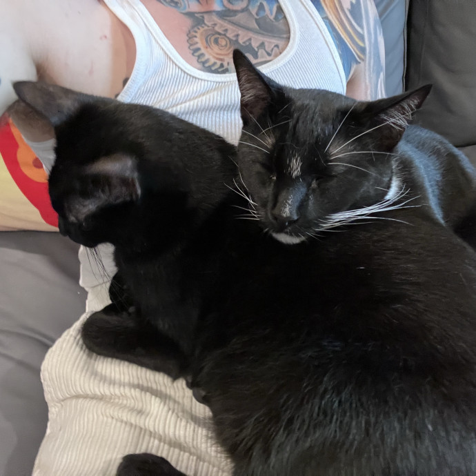 Work-From-Home Cat Dad And Cat Sitter photo 2