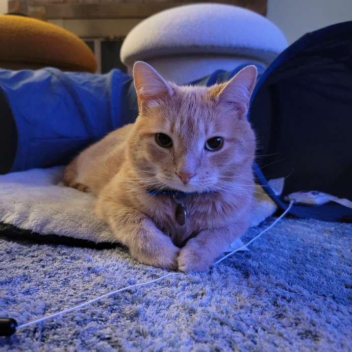 Linda's Purrfect Cat Sitting In Chicago