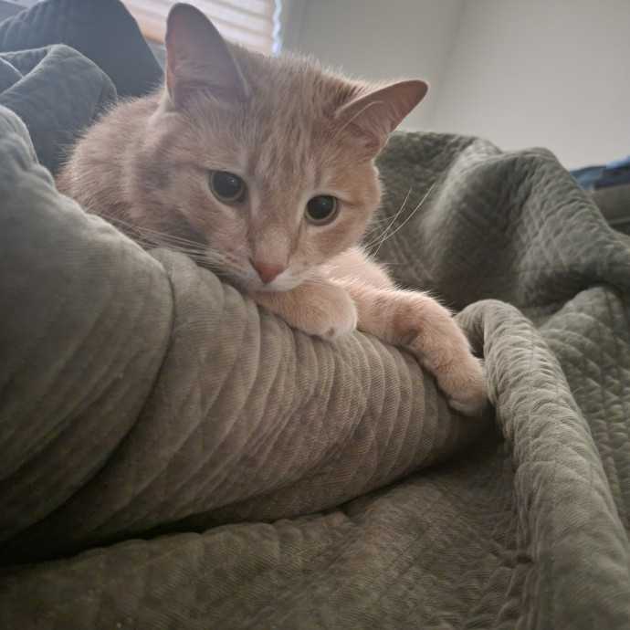 Linda's Purrfect Cat Sitting In Chicago