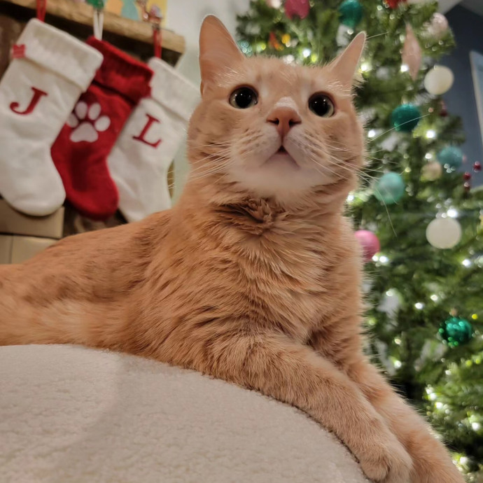 Linda's Purrfect Cat Sitting In Chicago