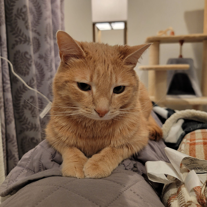 Linda's Purrfect Cat Sitting In Chicago