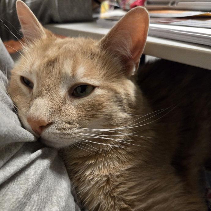 Linda's Purrfect Cat Sitting In Chicago photo 3