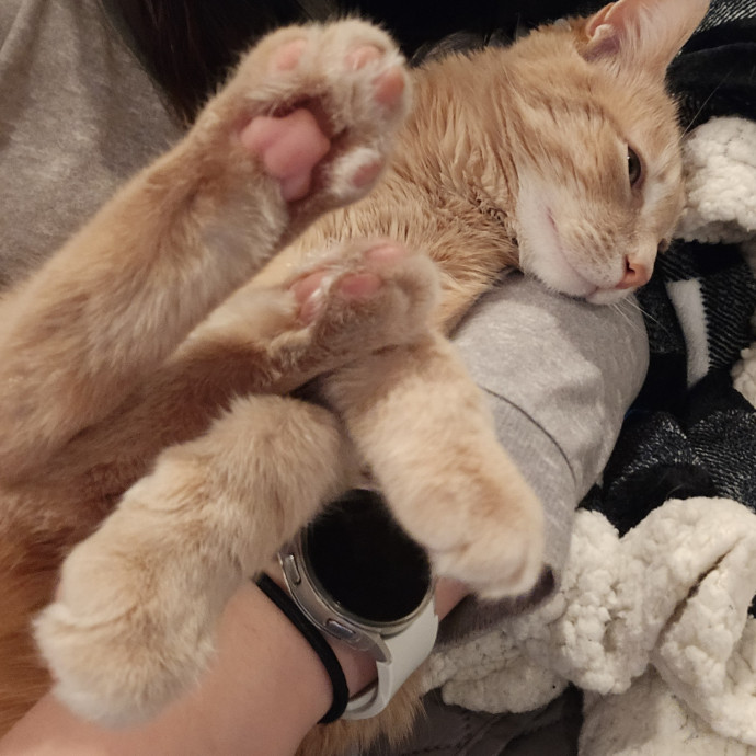 Linda's Purrfect Cat Sitting In Chicago photo 2