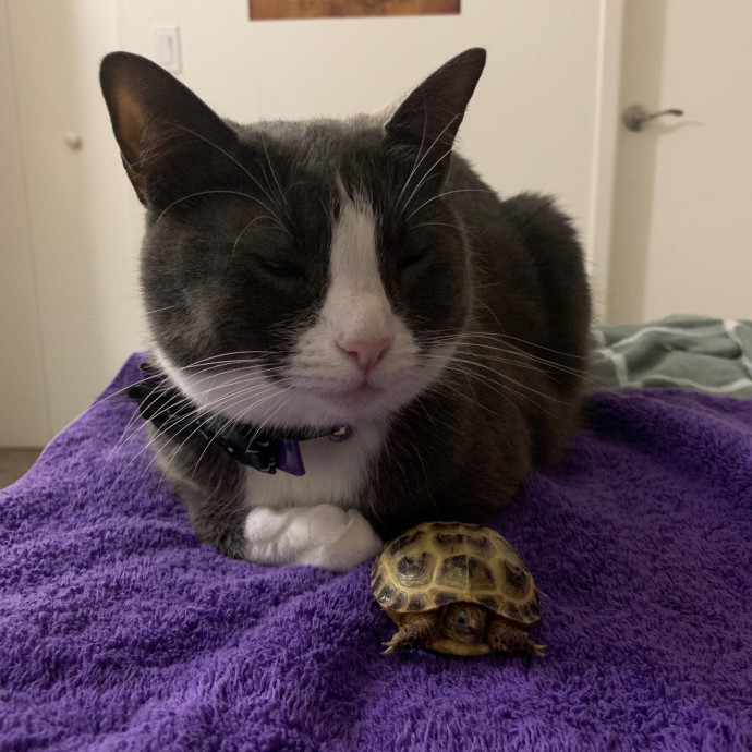 Lexie's Cat Care Extravaganza