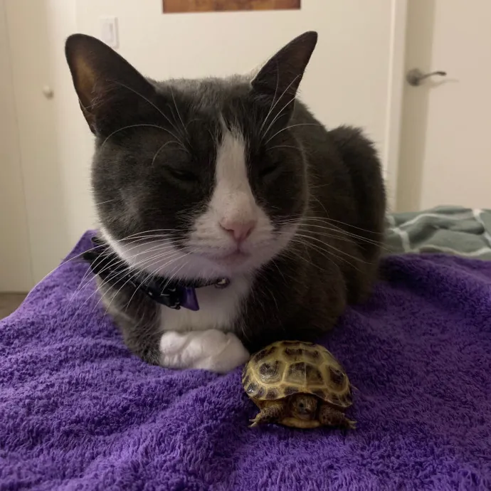 Lexie's Cat Care Extravaganza
