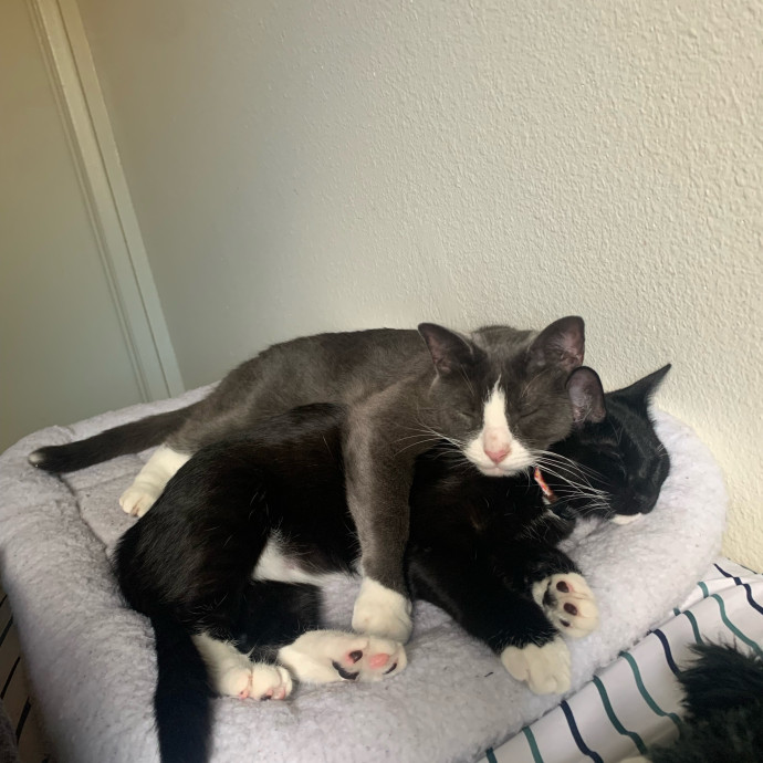 Lexie's Cat Care Extravaganza