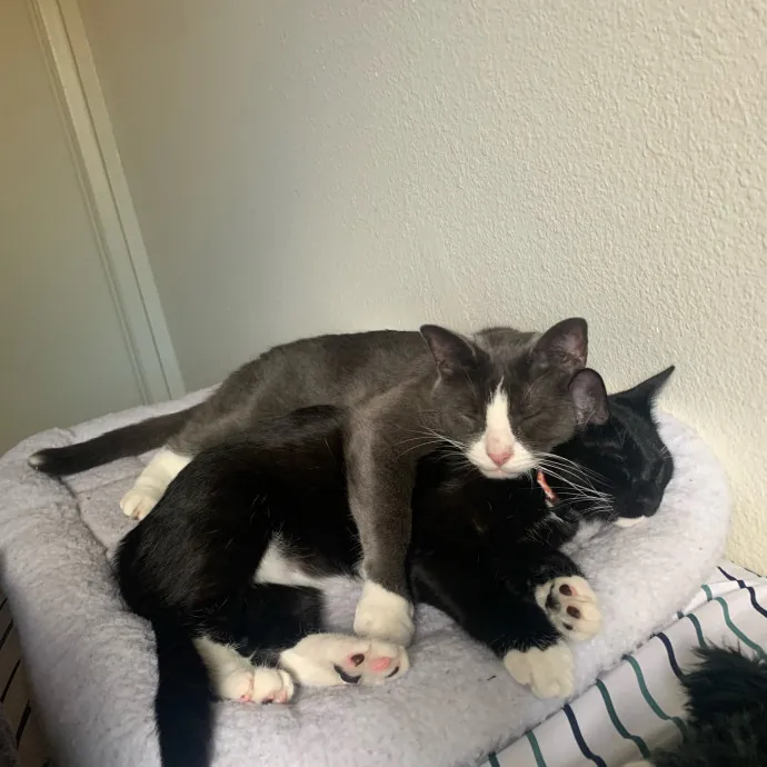 Lexie's Cat Care Extravaganza