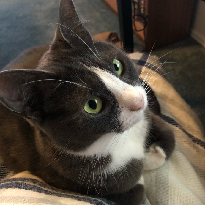 Lexie's Cat Care Extravaganza