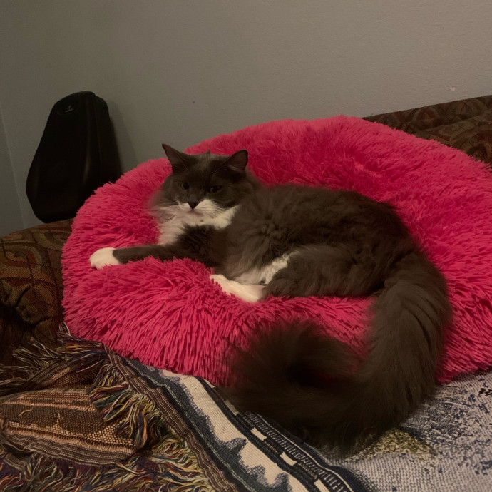 Lexie's Cat Care Extravaganza