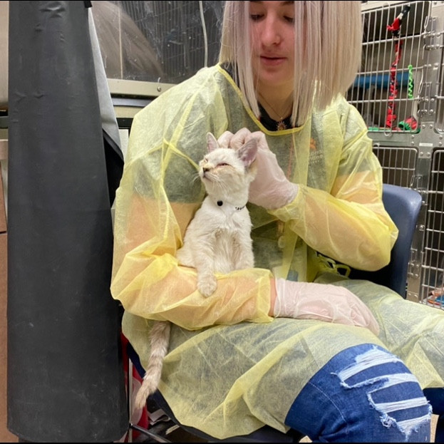 Lexie's Cat Care Extravaganza