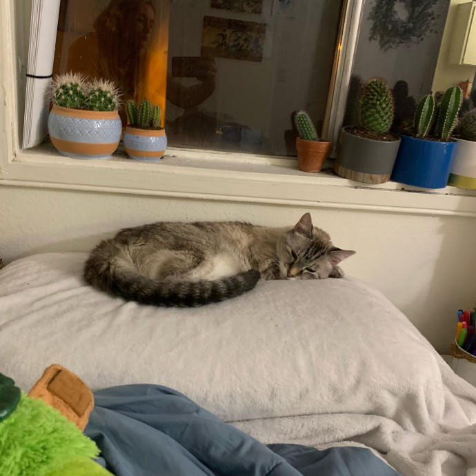 Lexie's Cat Care Extravaganza