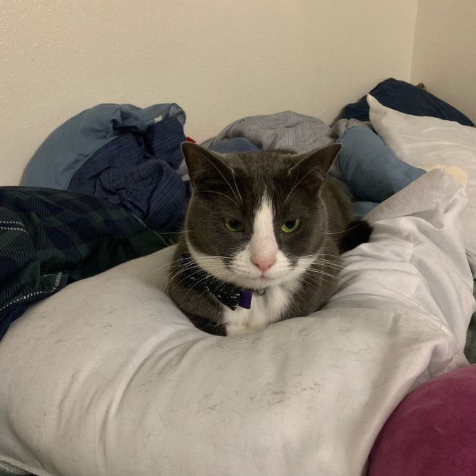 Lexie's Cat Care Extravaganza