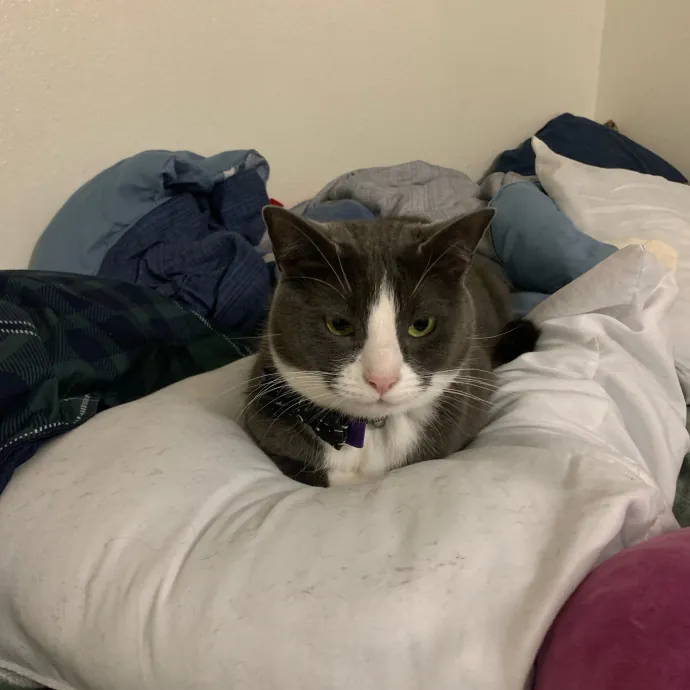 Lexie's Cat Care Extravaganza