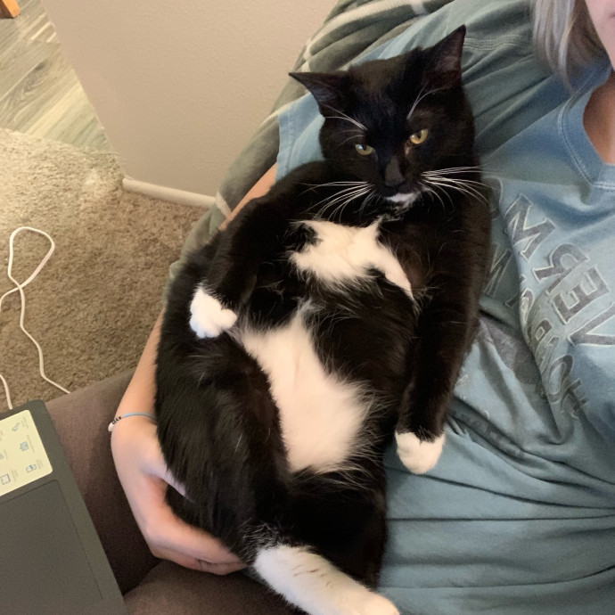 Lexie's Cat Care Extravaganza