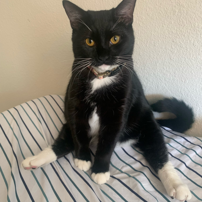 Lexie's Cat Care Extravaganza