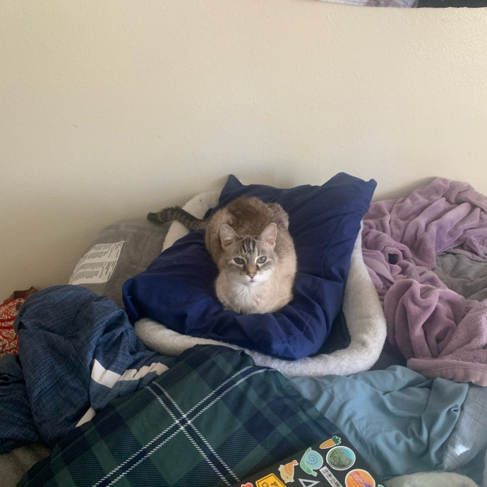 Lexie's Cat Care Extravaganza