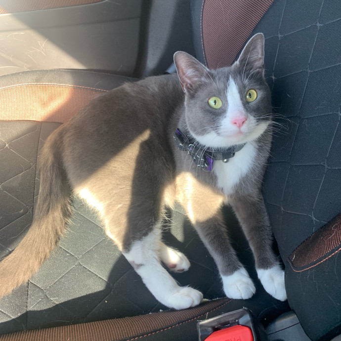 Lexie's Cat Care Extravaganza