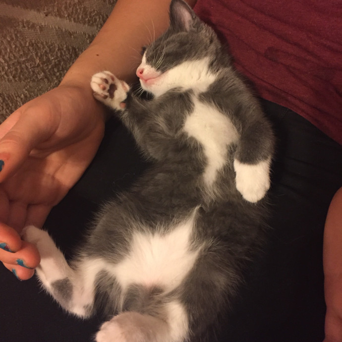 Lexie's Cat Care Extravaganza