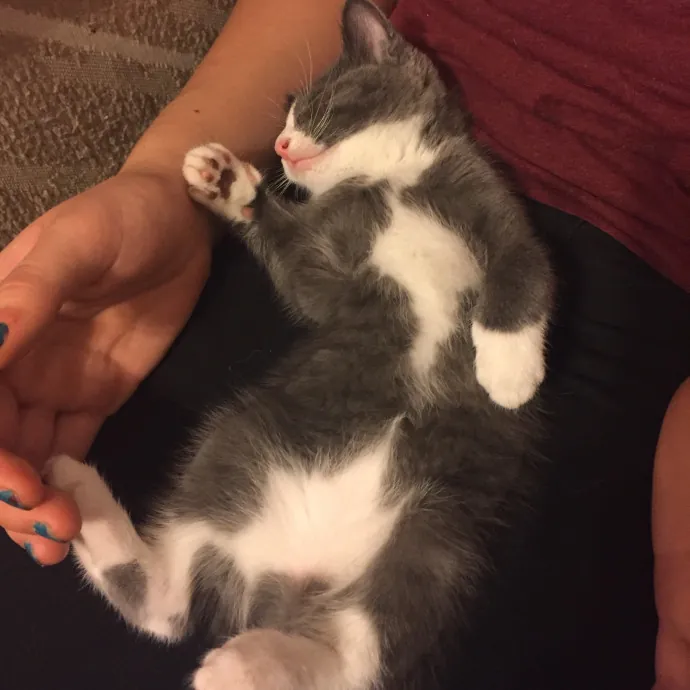 Lexie's Cat Care Extravaganza