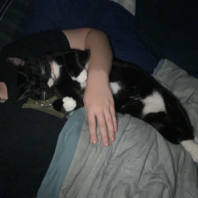 Lexie's Cat Care Extravaganza