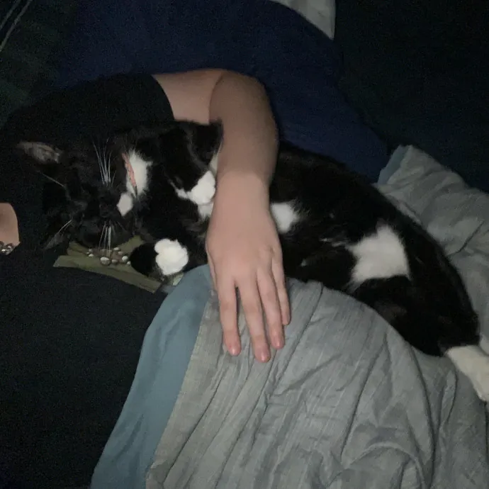 Lexie's Cat Care Extravaganza