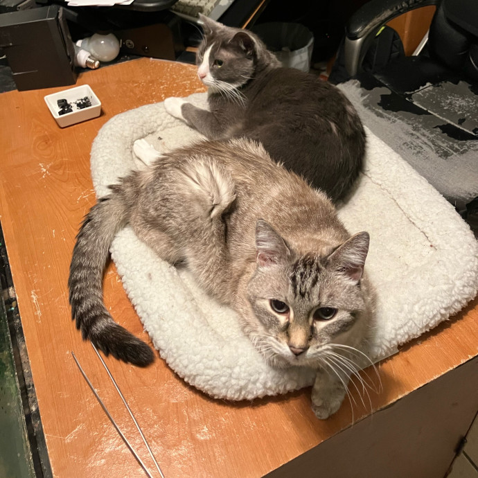 Lexie's Cat Care Extravaganza