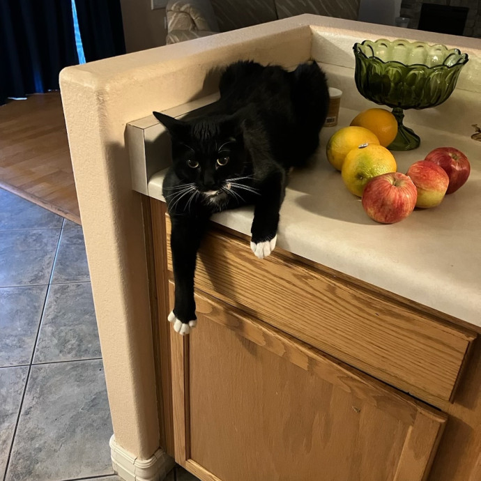 Lexie's Cat Care Extravaganza