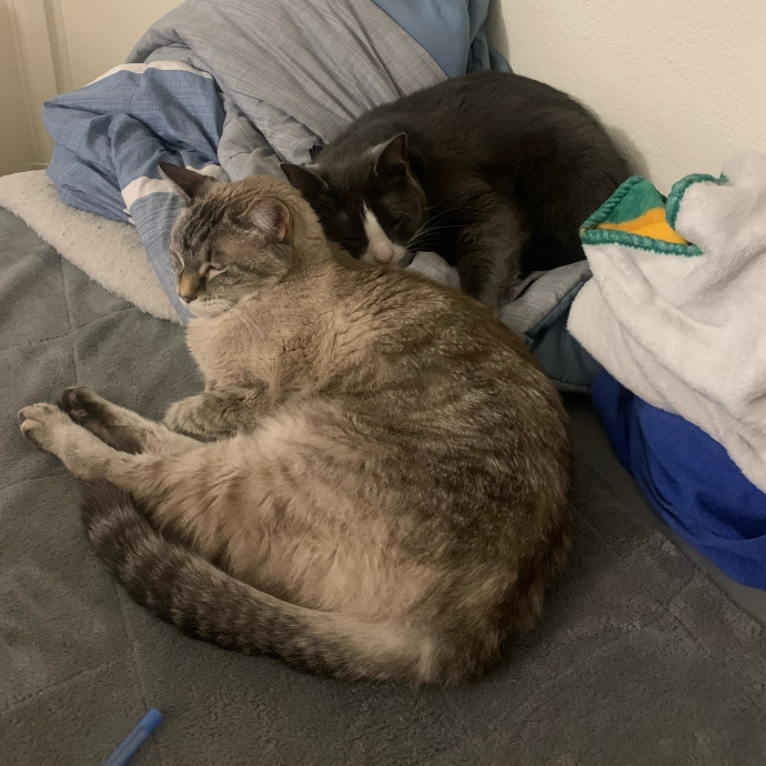 Lexie's Cat Care Extravaganza