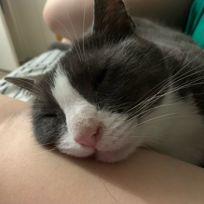 Lexie's Cat Care Extravaganza