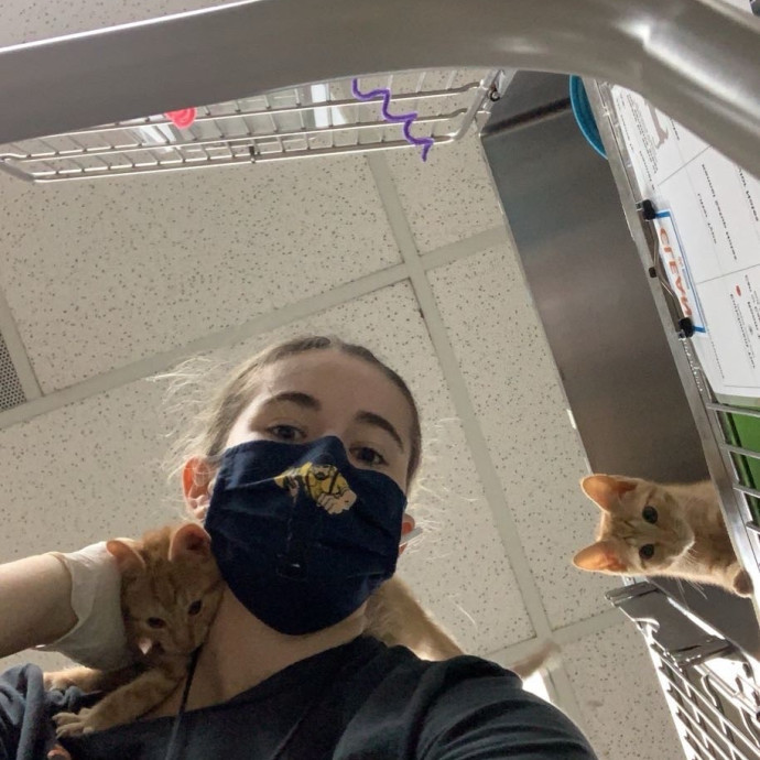 Lexie's Cat Care Extravaganza