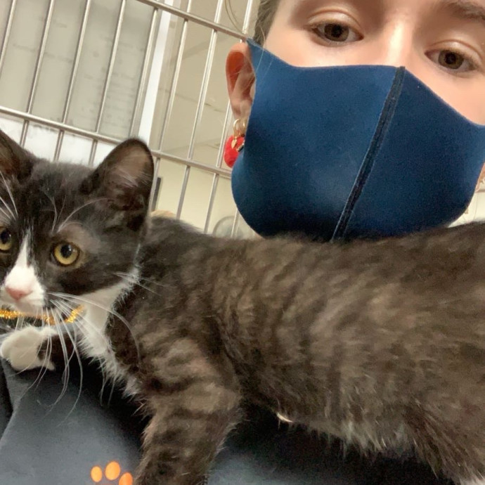 Lexie's Cat Care Extravaganza