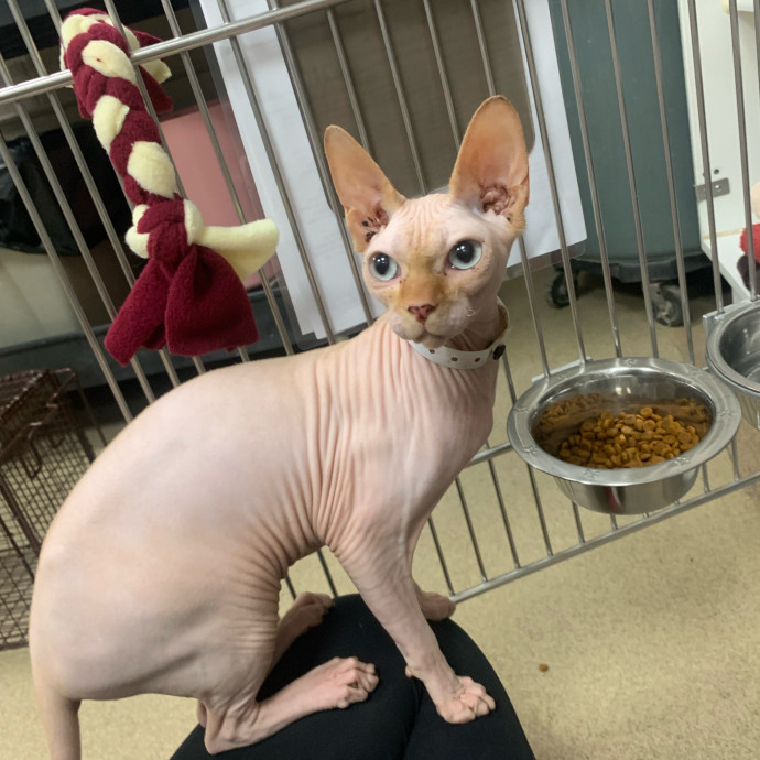 Lexie's Cat Care Extravaganza