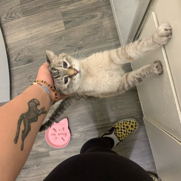Lexie's Cat Care Extravaganza
