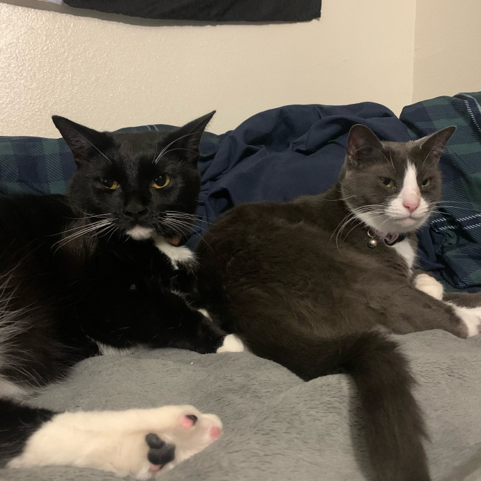 Lexie's Cat Care Extravaganza