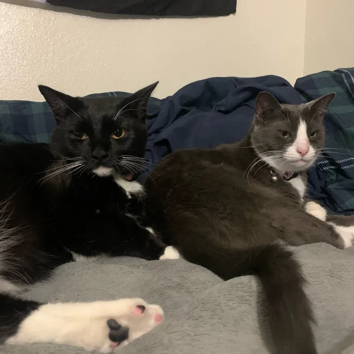Lexie's Cat Care Extravaganza