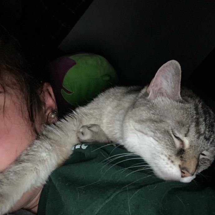Lexie's Cat Care Extravaganza