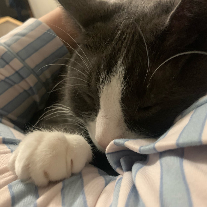 Lexie's Cat Care Extravaganza