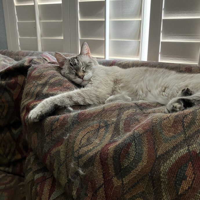 Lexie's Cat Care Extravaganza