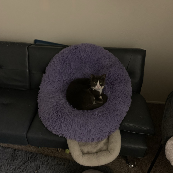 Lexie's Cat Care Extravaganza photo 2