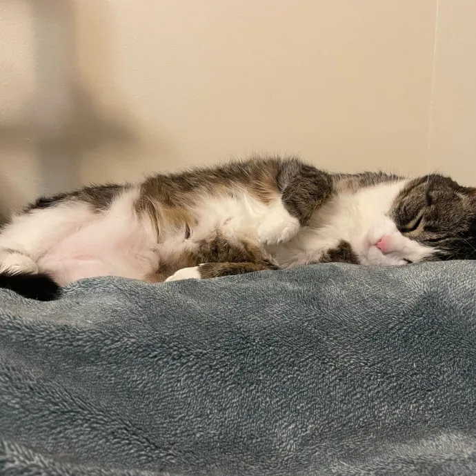 Compassionate And Trusted Sitter