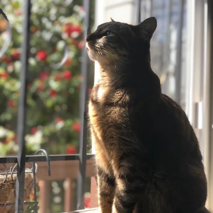 Compassionate And Trusted Sitter