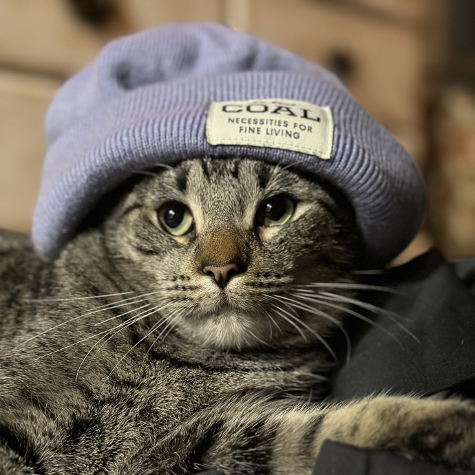 Loving Reliable Cat Sitter
