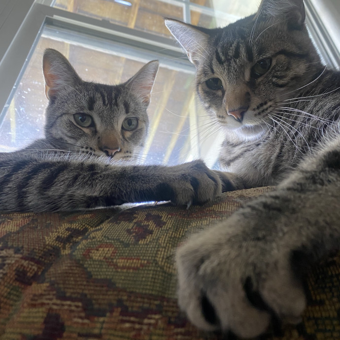 Loving Reliable Cat Sitter