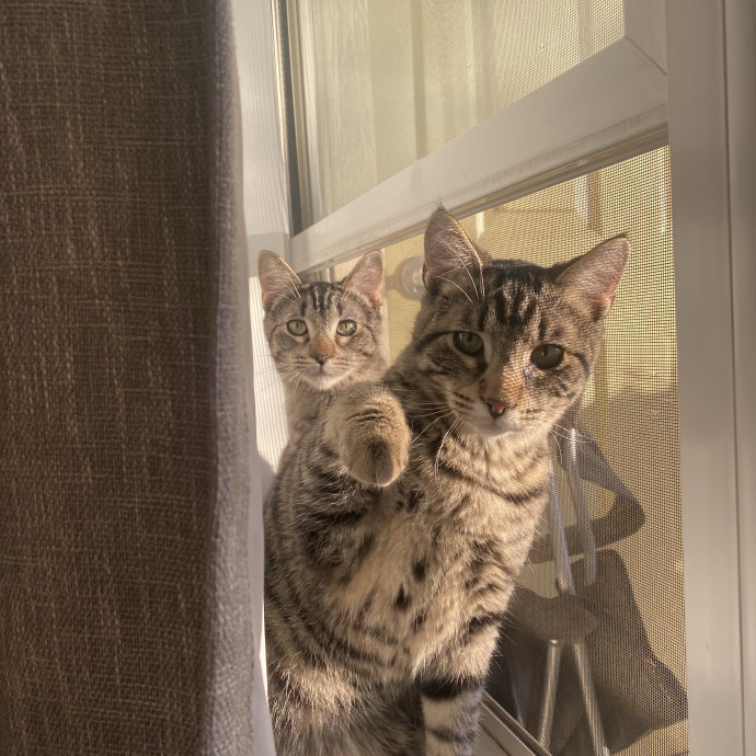 Loving Reliable Cat Sitter