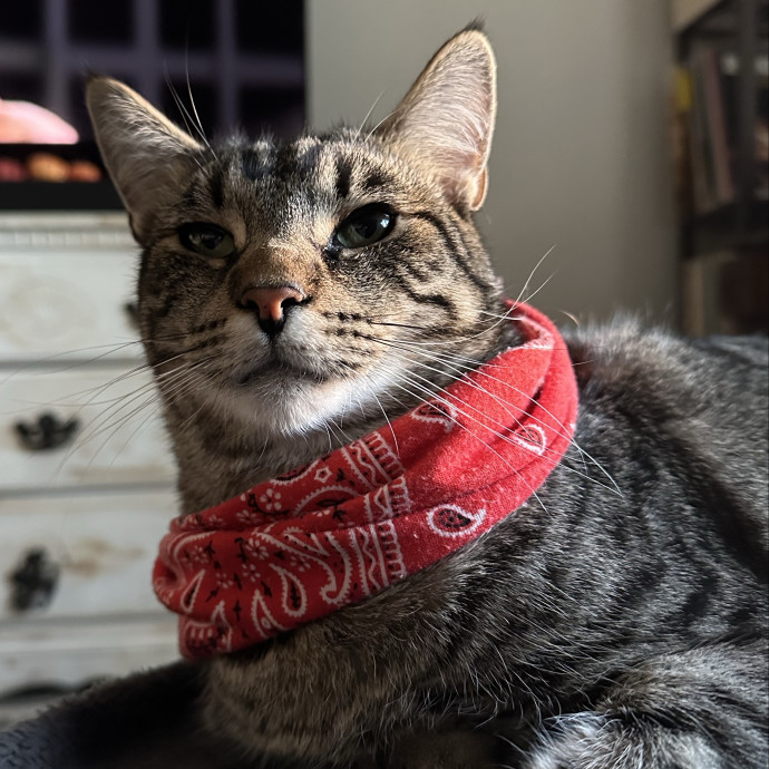 Loving Reliable Cat Sitter