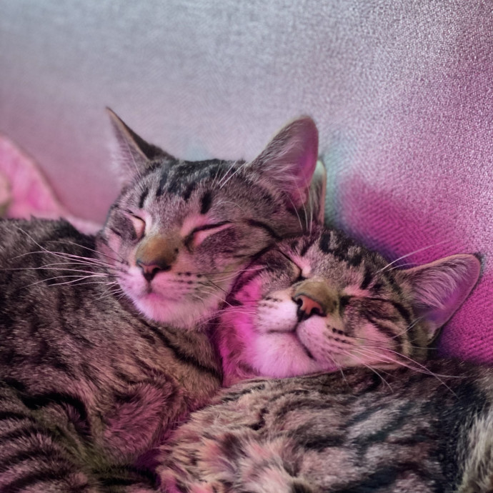 Loving Reliable Cat Sitter photo 3