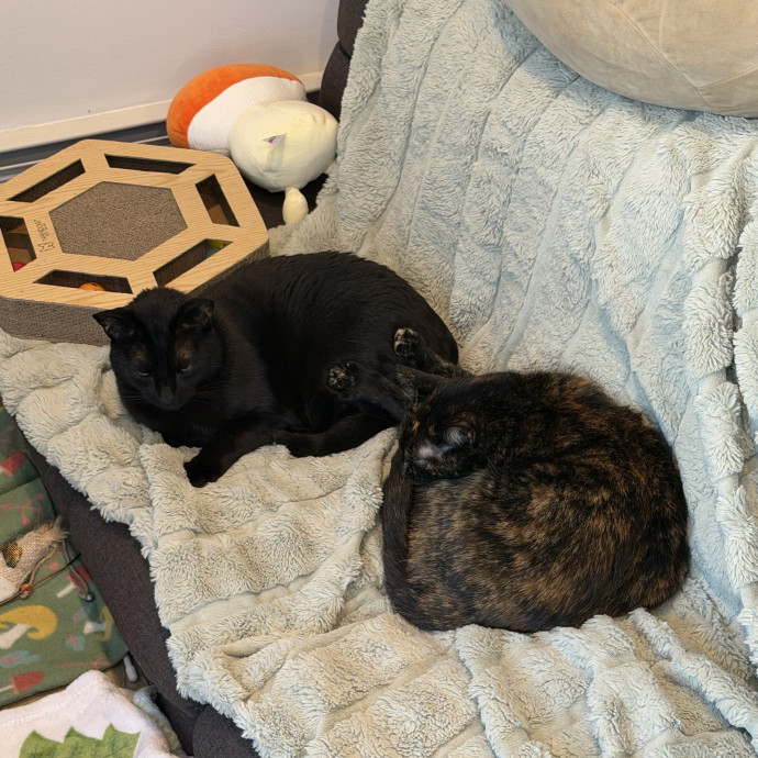 Vet Student With 2 Cats Herself