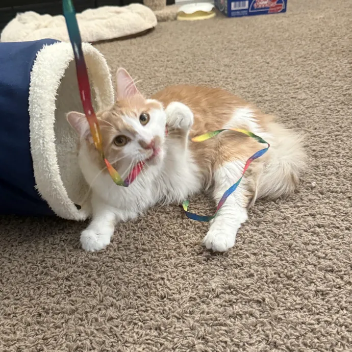 Stress Free In-Home Cat Care photo 4