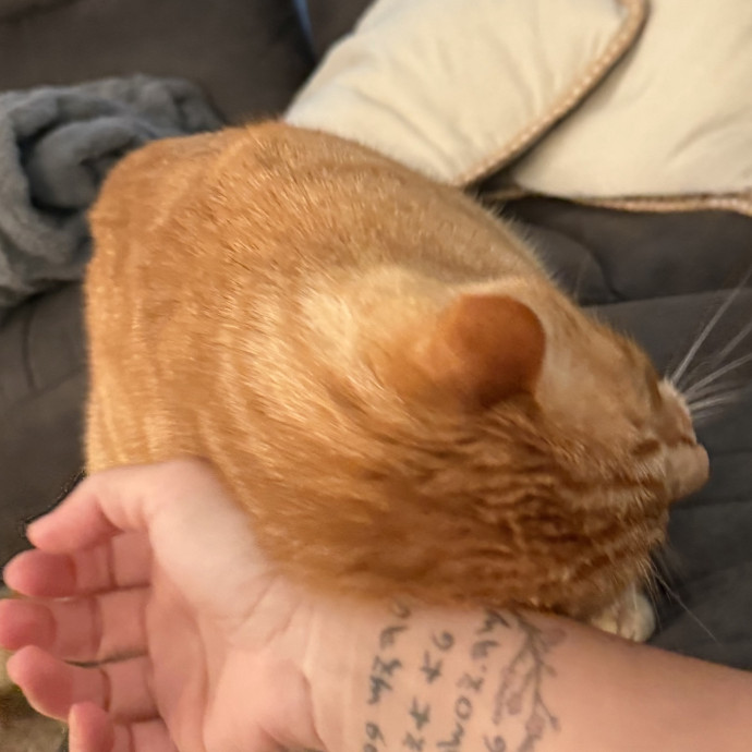 Stress Free In-Home Cat Care