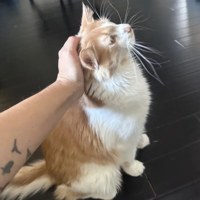 Stress Free In-Home Cat Care photo 2